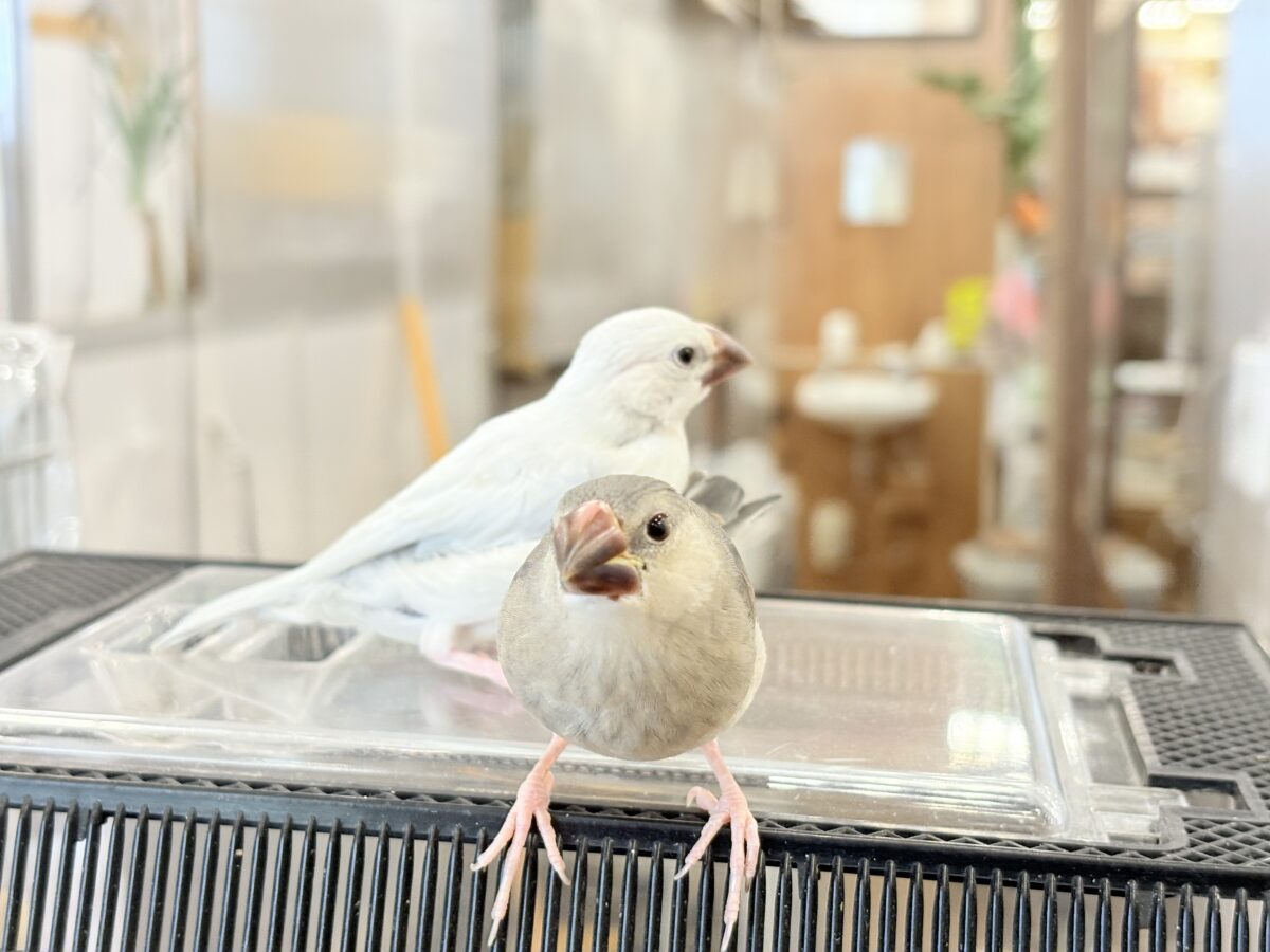 シルバー文鳥