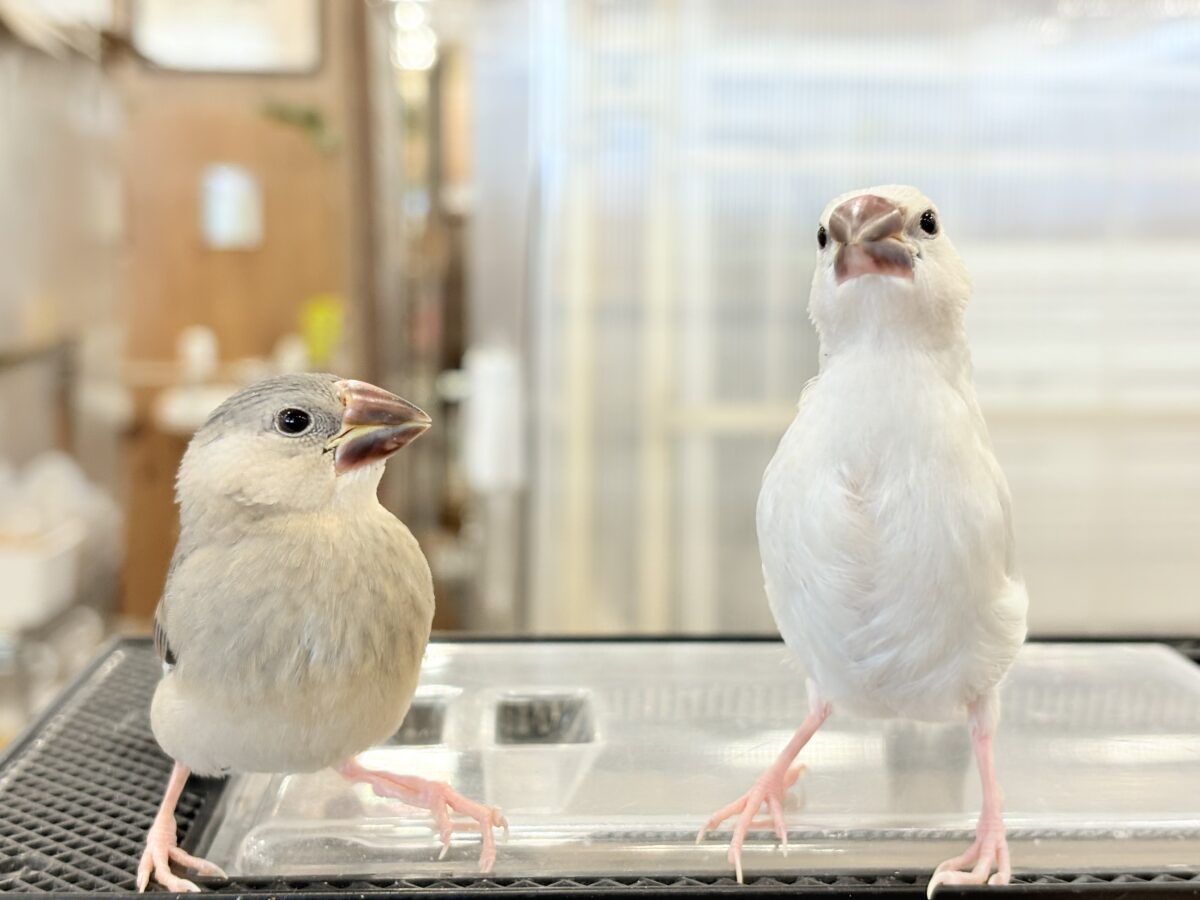 シルバー文鳥