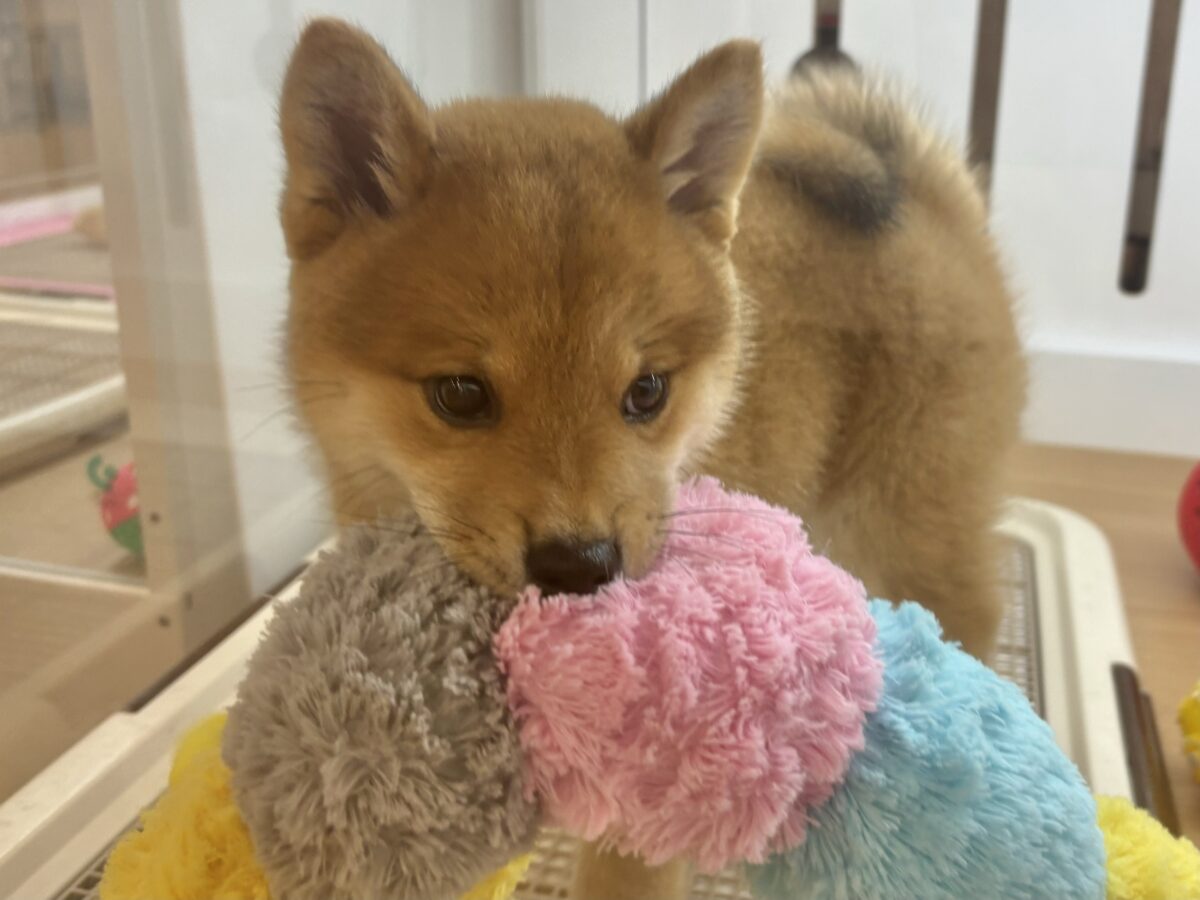 柴犬