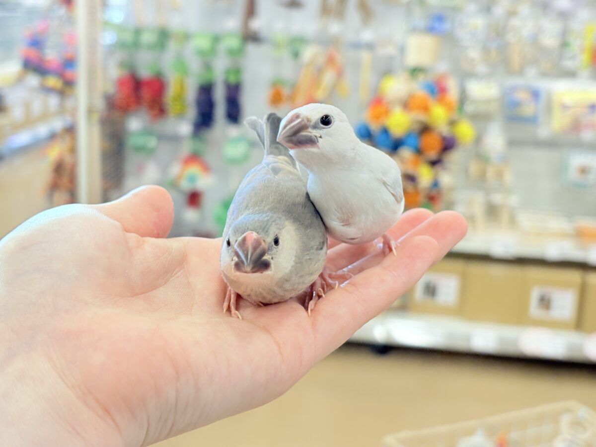 シルバー文鳥