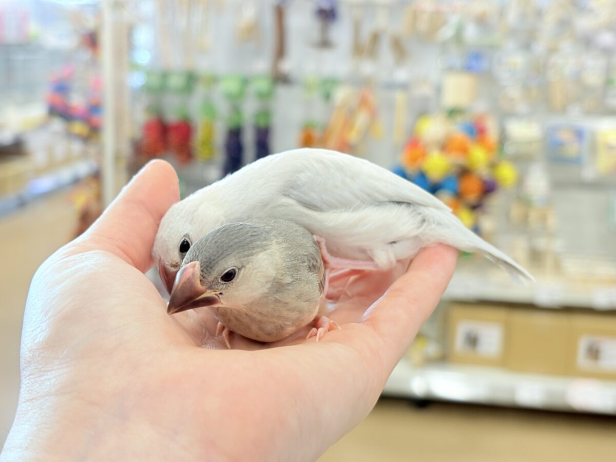 シルバー文鳥