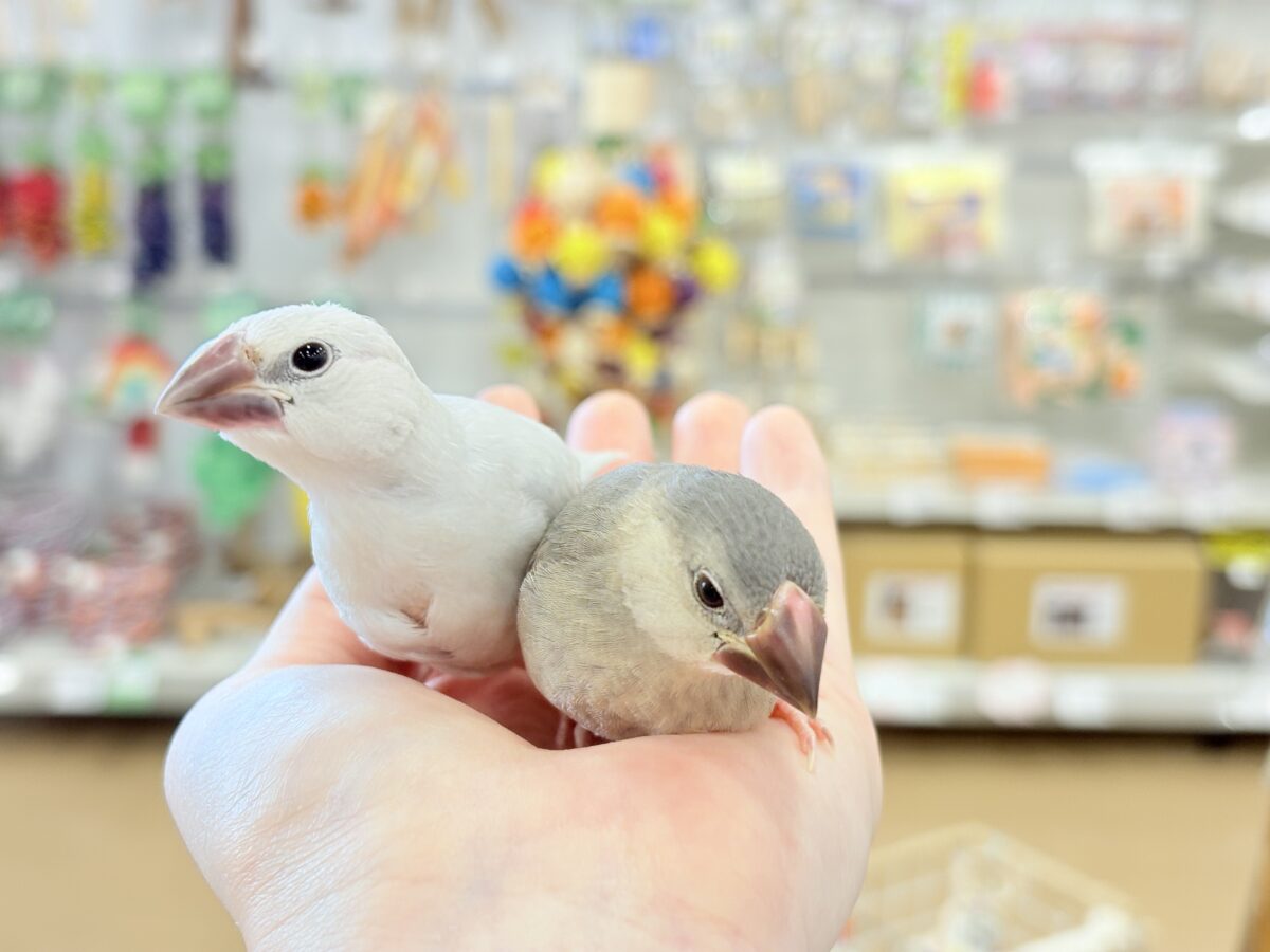 桜文鳥