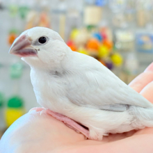 【最新画像更新🪄】未来はゴージャス文鳥さっ🕊🩶シルバー文鳥 ヒナ