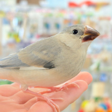 【最新画像更新🪄】きらきらおめめに映る世界🐣🫧桜文鳥 ヒナ