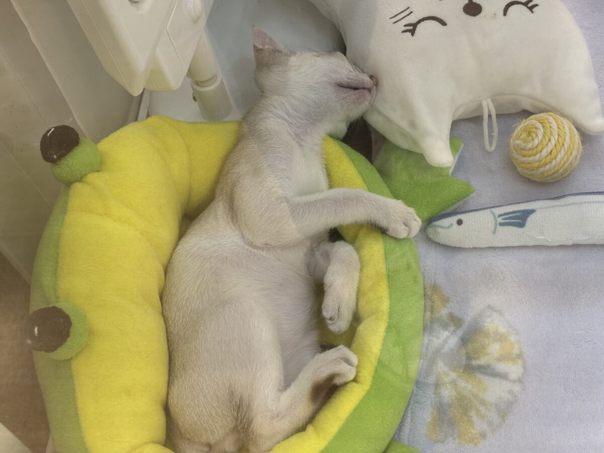 シンガプーラ