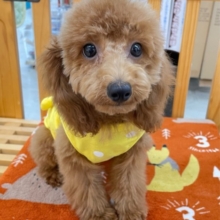 ✨️からあげくん参上✨️トイプードル(レッド)❤️‍🔥男の子⭐️2025年11月25日生まれ