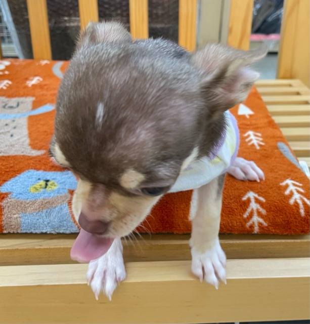 チワワ