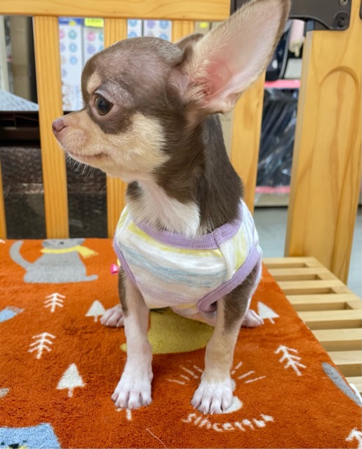 チワワ
