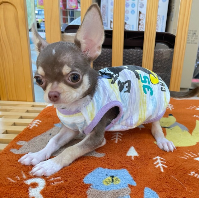 チワワ