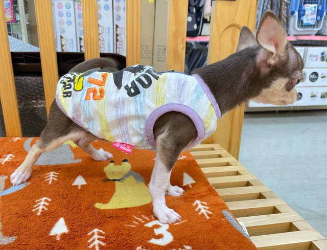 チワワ