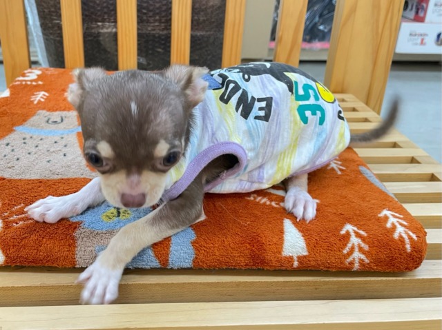 チワワ