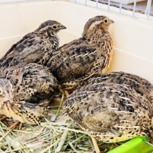 ほどよきサイズ〜♡並うずら入舎です！