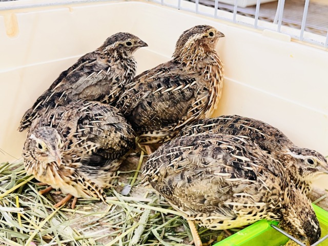 ほどよきサイズ〜♡並うずら入舎です! ほどよきサイズ〜♡並うずら入舎です!