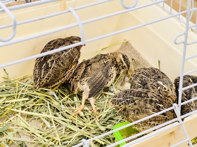 並ウズラ