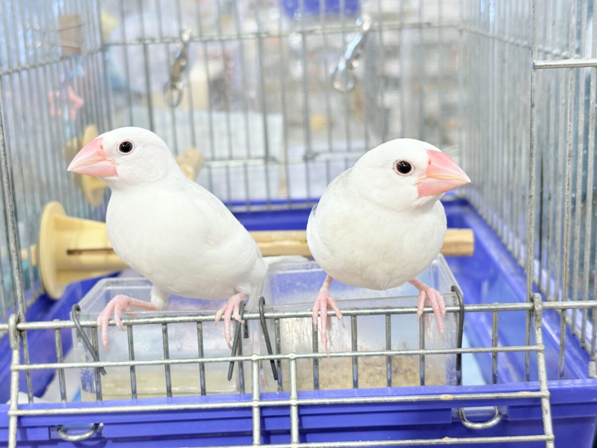 白文鳥