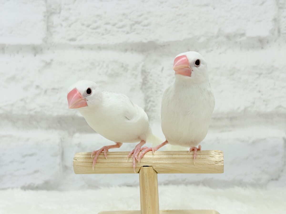 白文鳥