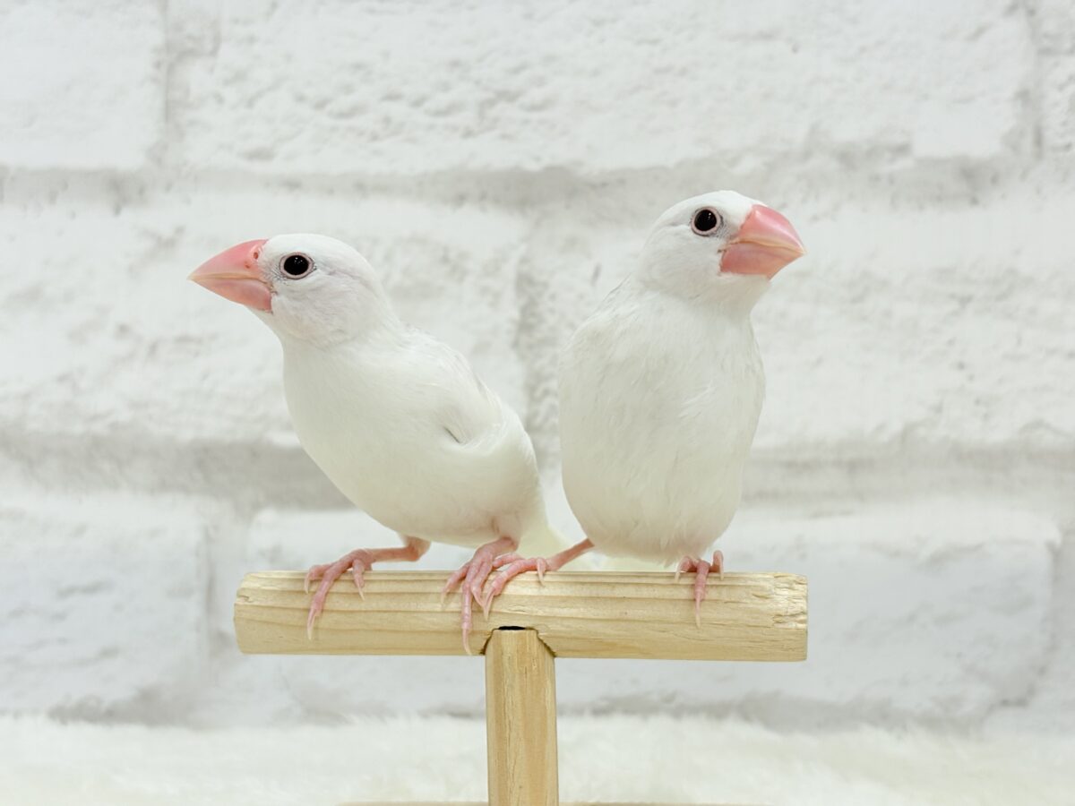 白文鳥