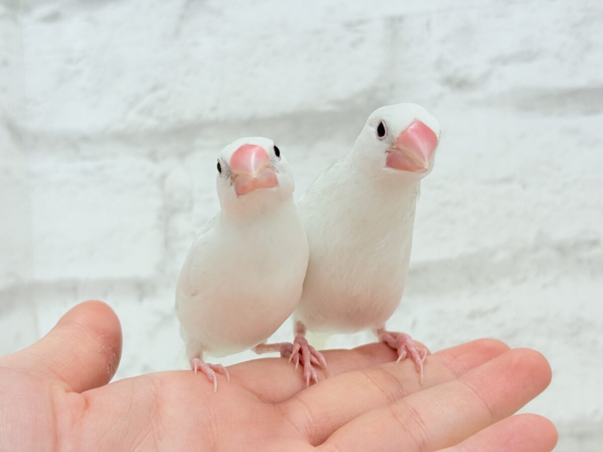 白文鳥