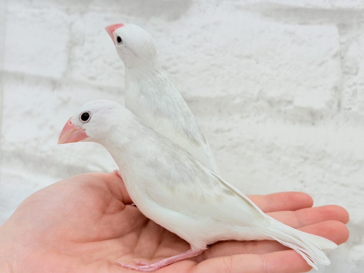 白文鳥