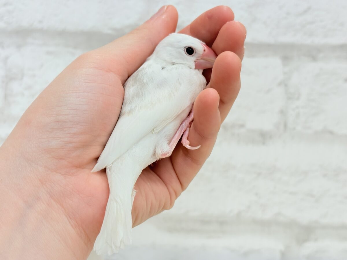 白文鳥
