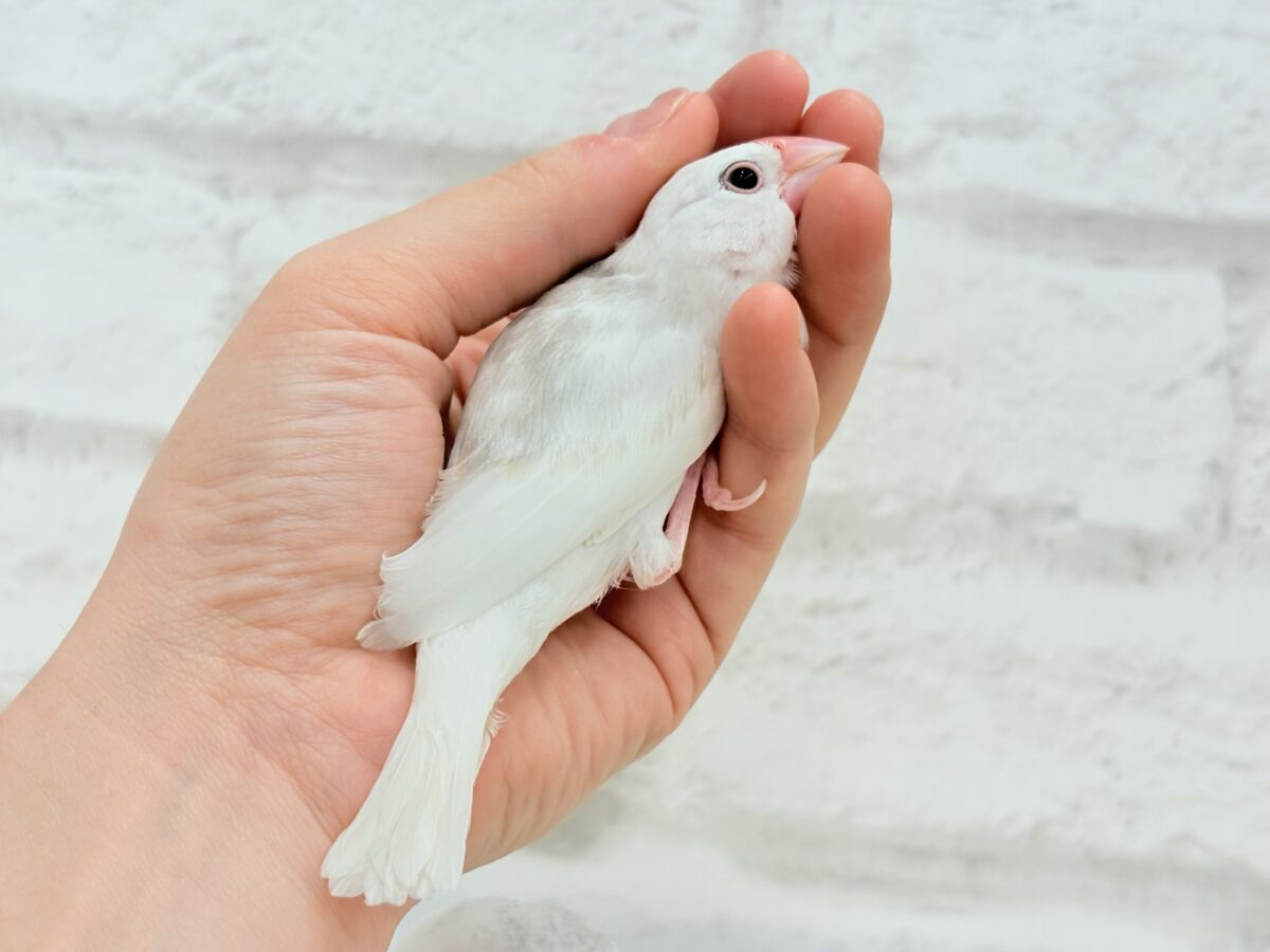白文鳥