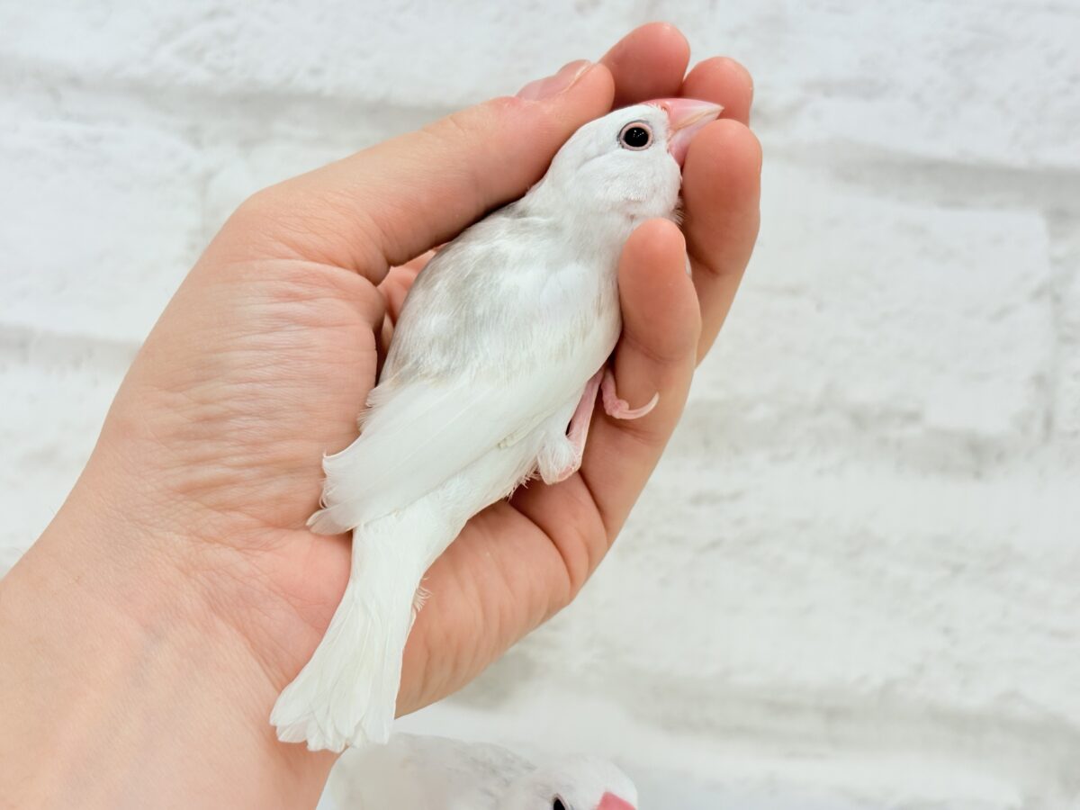 白文鳥