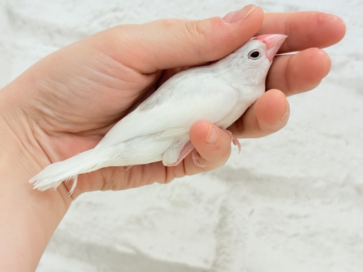 白文鳥
