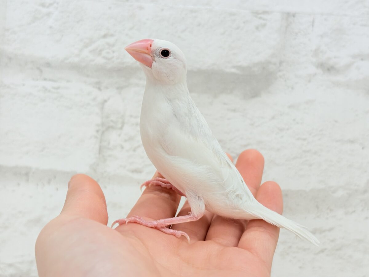 白文鳥