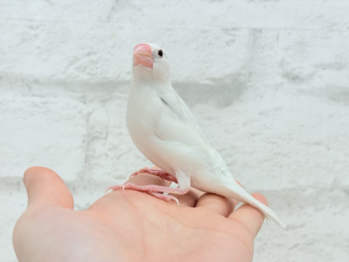 白文鳥