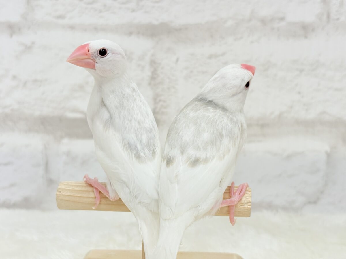 白文鳥