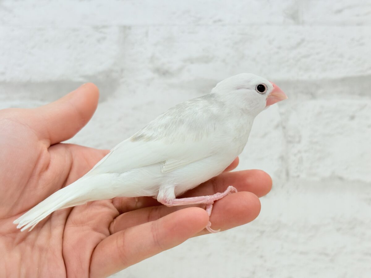 白文鳥