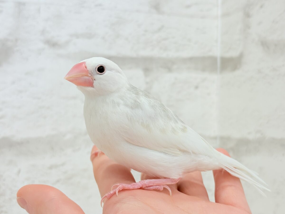 白文鳥