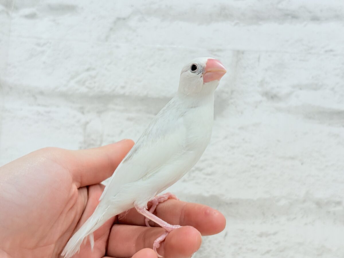 白文鳥