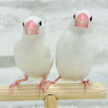 【最新画像更新🪄】しろもちコンビ🐣🤍白文鳥 ヒナ