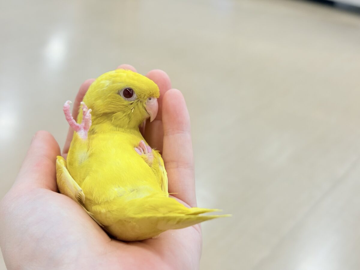 サザナミインコ