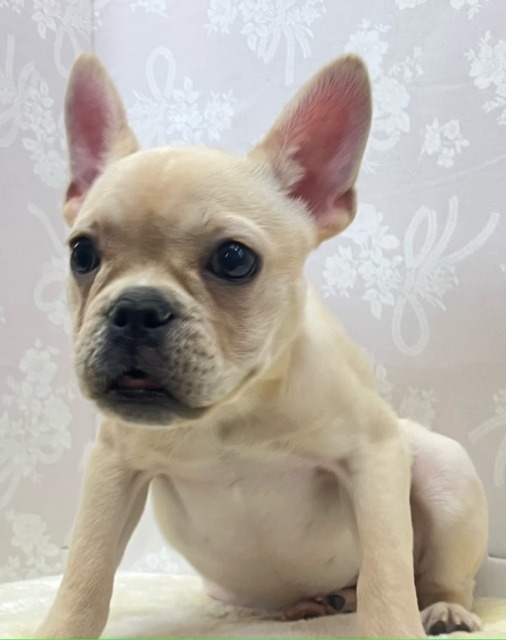 フレンチブルドッグ