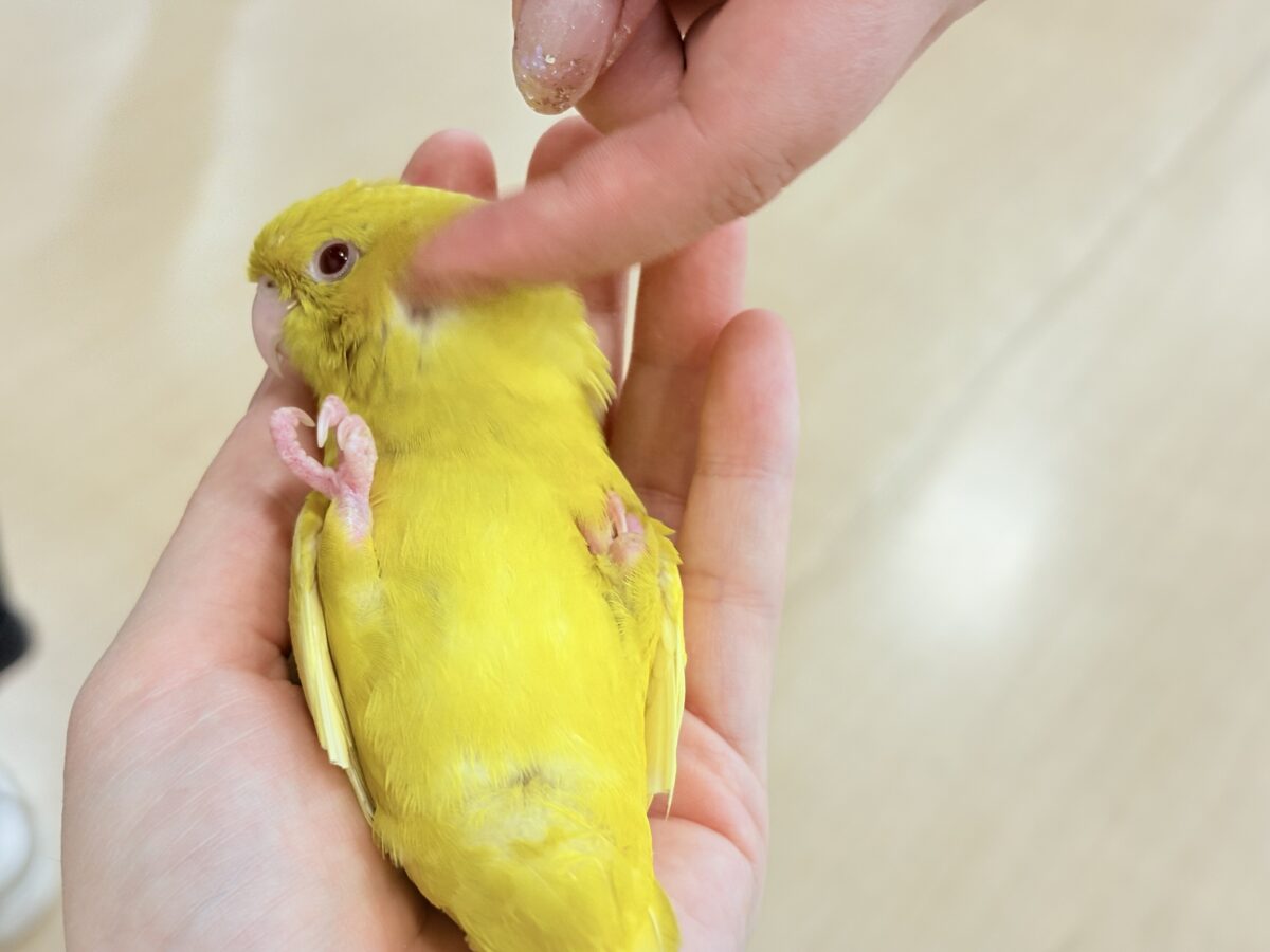 サザナミインコ