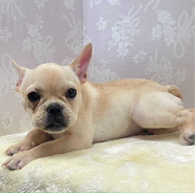 フレンチブルドッグ