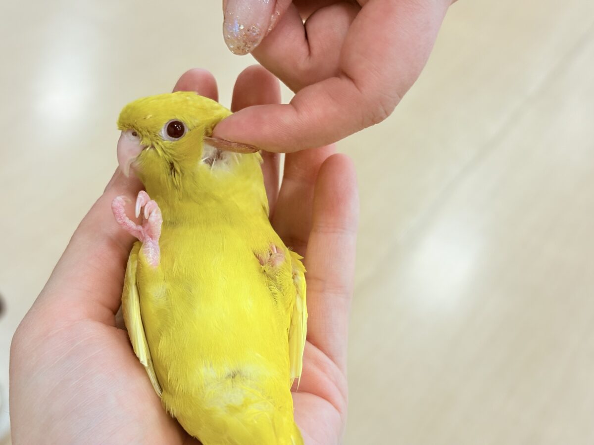 サザナミインコ