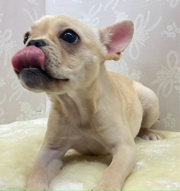 フレンチブルドッグ