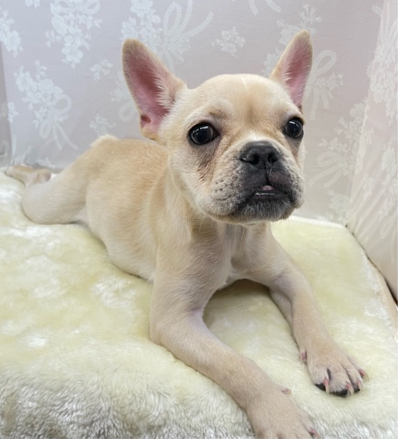 フレンチブルドッグ