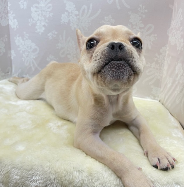 フレンチブルドッグ