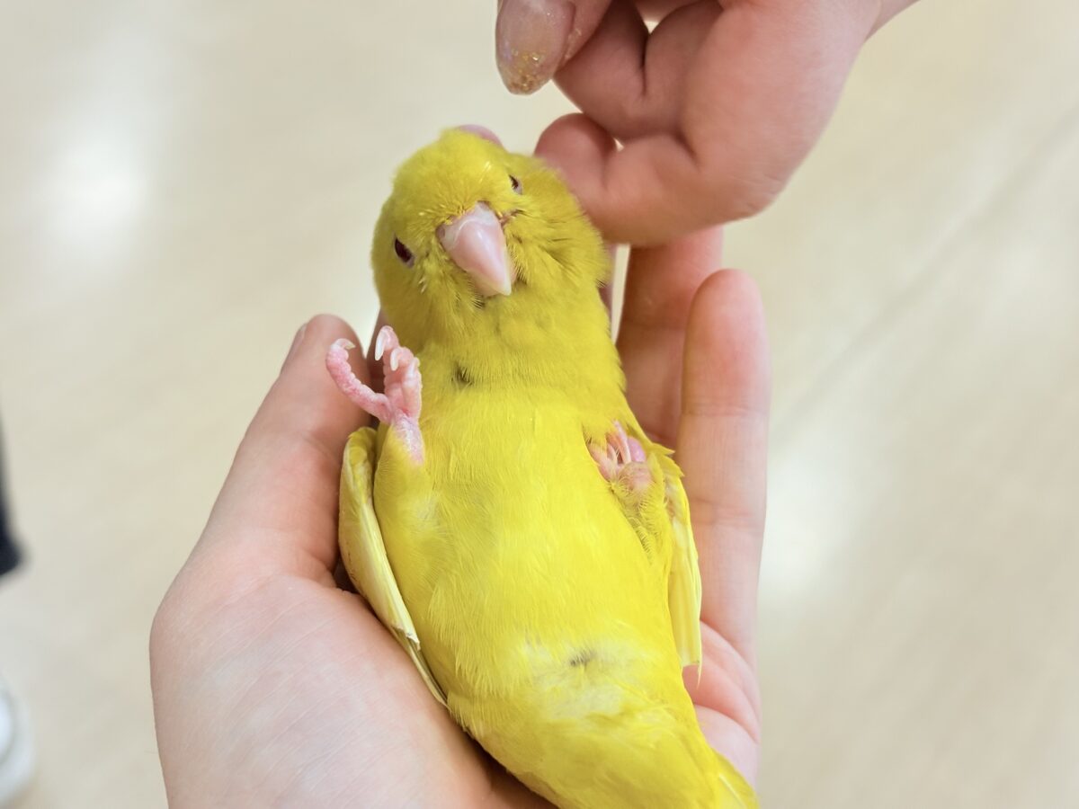 サザナミインコ