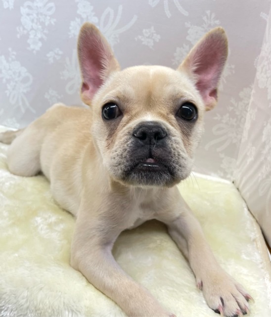 ずっと見つめちゃうよ👀✨フレンチブルドッグ(クリーム)🍨女の子💖2025年12月18日生まれ