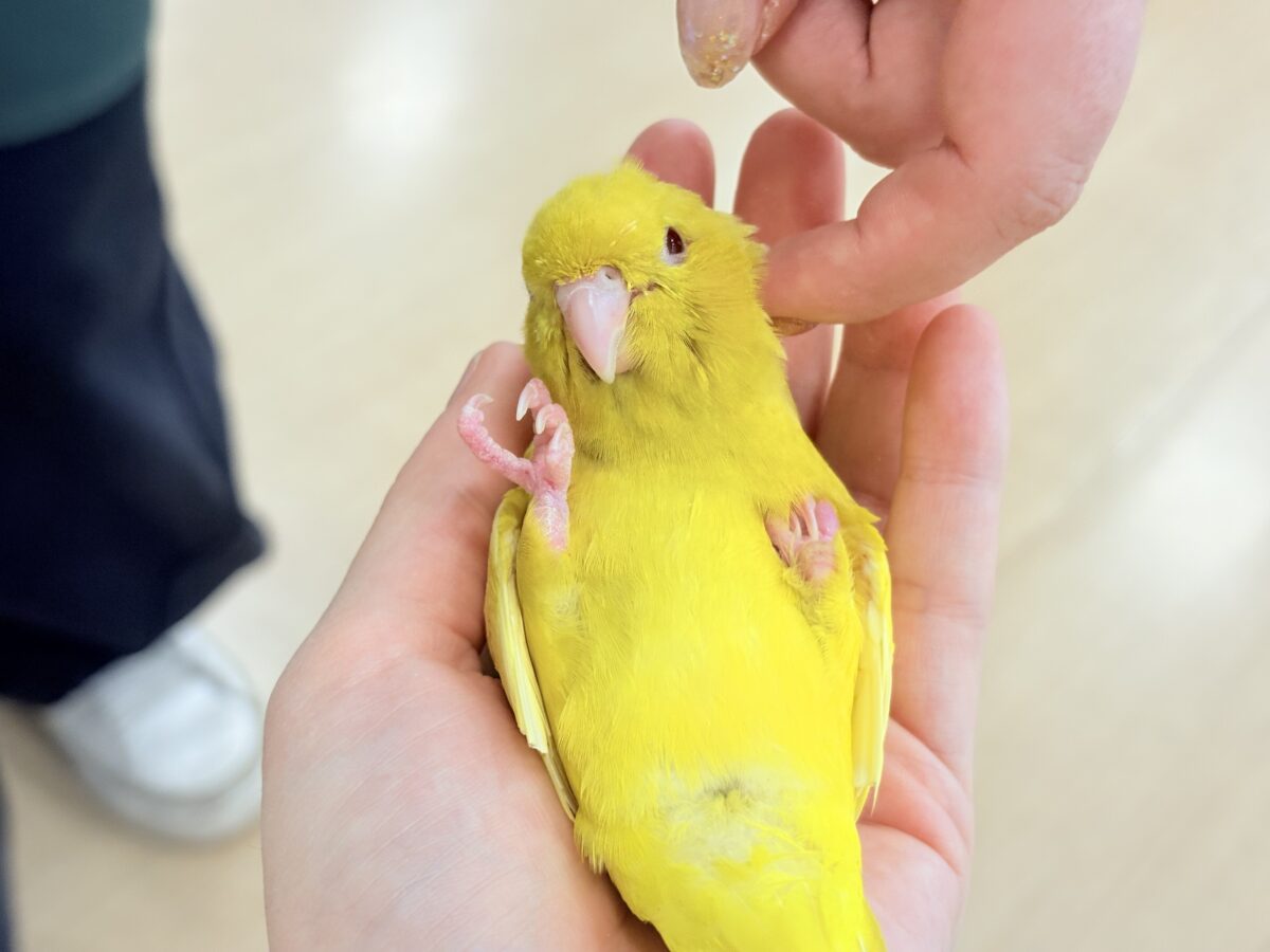 サザナミインコ