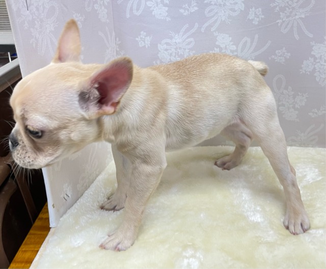 フレンチブルドッグ