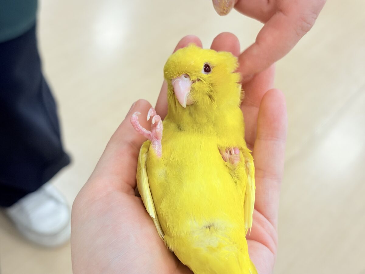 サザナミインコ