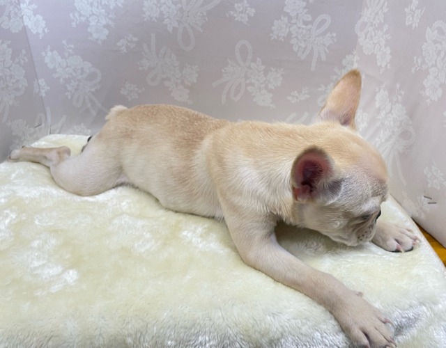 フレンチブルドッグ