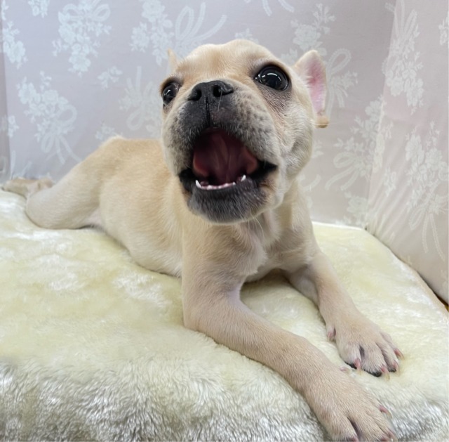 フレンチブルドッグ