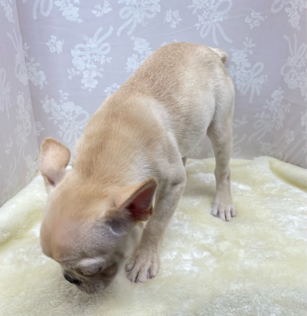 フレンチブルドッグ
